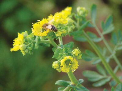 Herb to Know: Common Rue